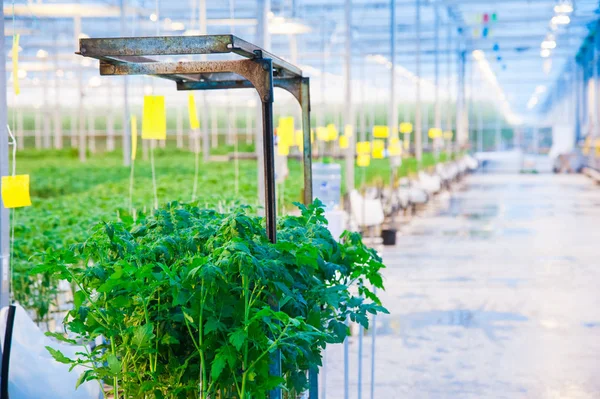 Filas de plantas de tomate creciendo dentro de grandes invernaderos industriales — Foto de Stock