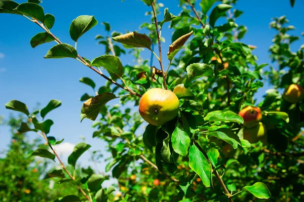 Appels groeit op een tak onder het groene blad — Stockfoto