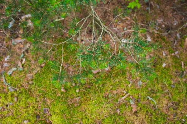 Lesní půda s trávou — Stock fotografie