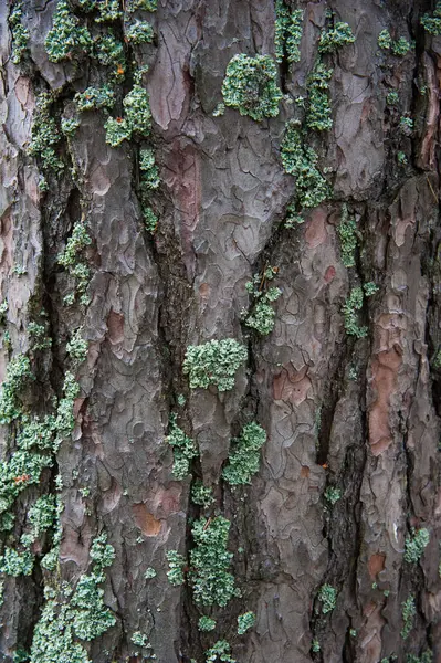 Textuur Schors van dennenbomen close-up — Stockfoto