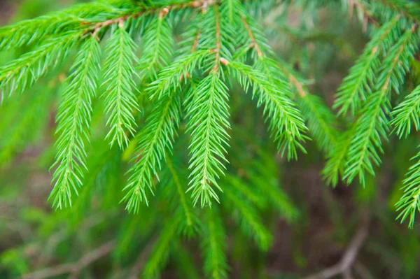 Grüne stachelige Zweige einer Tanne oder Kiefer — Stockfoto