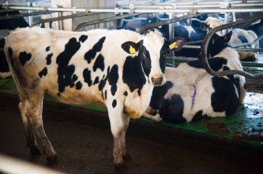 bir çiftlikte inekler. süt inekleri