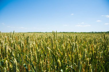 buğday alan olgunlaşma