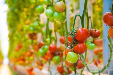 Serada büyüyen ripe domates bitki