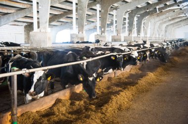 bir çiftlikte inekler. süt inekleri