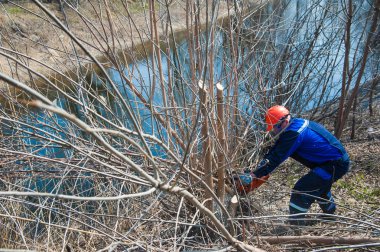 Büyük testere ile ağaç felling