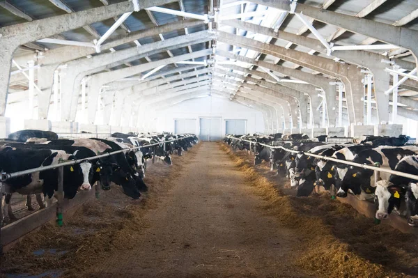 bir çiftlikte inekler. süt inekleri