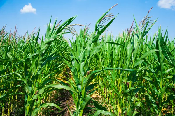 Yeşil mısır tarlası
