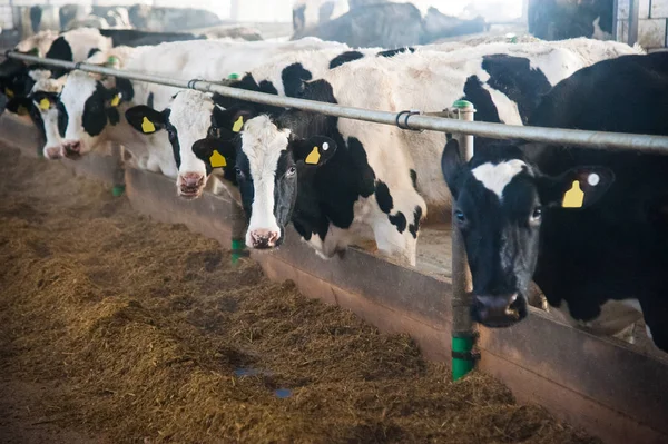 bir çiftlikte inekler. süt inekleri