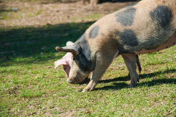 Domuz çiftliği. Alan demiler