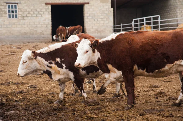 Mucche in una fattoria. Vacche da latte — Foto Stock