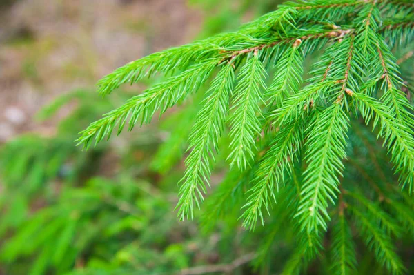 Grüne stachelige Zweige einer Tanne oder Kiefer — Stockfoto