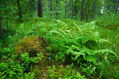 Ormanda küçük eğrelti otu ağacı