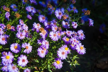 Şehir parkında rengarenk çiçekler yetişiyor