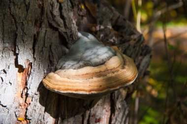 Ağaçtaki mantarlar