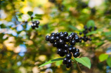 Bahçede siyah böğürtlenli yakın plan