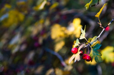 Olgun meyveleri ile kalça çalı. Bir köpek gülünün meyveleri çalılıkta