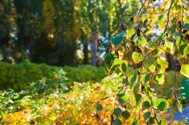 Şehir parkında güneşli bir sonbahar günü