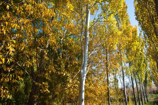 Journée ensoleillée d'automne dans le parc de la ville — Photo