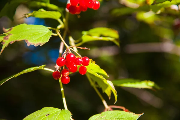 枝の赤いビバーナムベリー — ストック写真