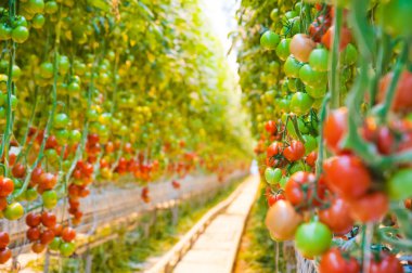 Serada büyüyen ripe domates bitki