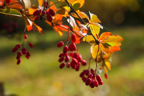 秋のとげの枝にバーベリーの赤いベリー — ストック写真