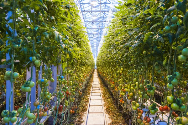 Righe di piante di pomodoro che crescono all'interno di grandi serre industriali — Foto Stock