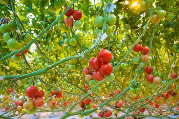Pianta matura di pomodoro che cresce in serra — Foto Stock