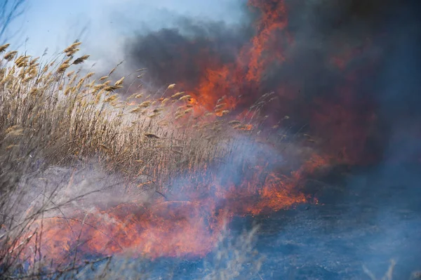 Fuego, fuerte humo. Caña ardiendo en el pantano. Desastre natural —  Fotos de Stock