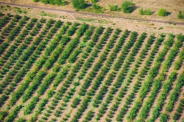 Fields and meadows. Aerial view. Landscape. — Stock Photo, Image