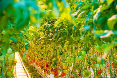 Serada büyüyen ripe domates bitki