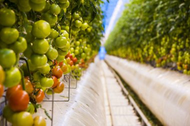 Büyük endüstriyel sera içinde büyüyen domates bitkileri satırları