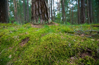 Orman toprak çimen ile