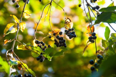 Bahçede siyah böğürtlenli yakın plan
