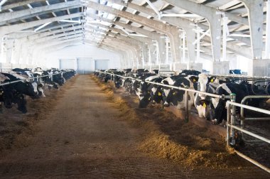 bir çiftlikte inekler. süt inekleri