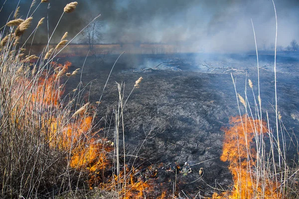 Fuego, fuerte humo. Caña ardiendo en el pantano. Desastre natural —  Fotos de Stock