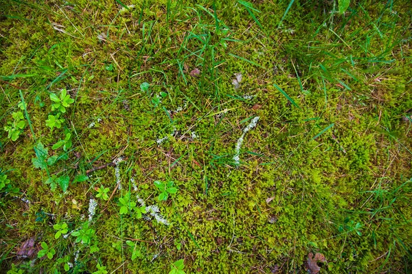 Gleba leśna z trawy — Zdjęcie stockowe