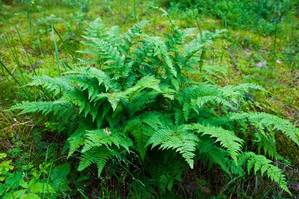 Small fern tree in the forest — Stock Photo, Image