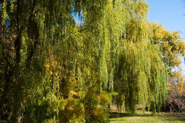 Dia ensolarado de outono no parque da cidade — Fotografia de Stock