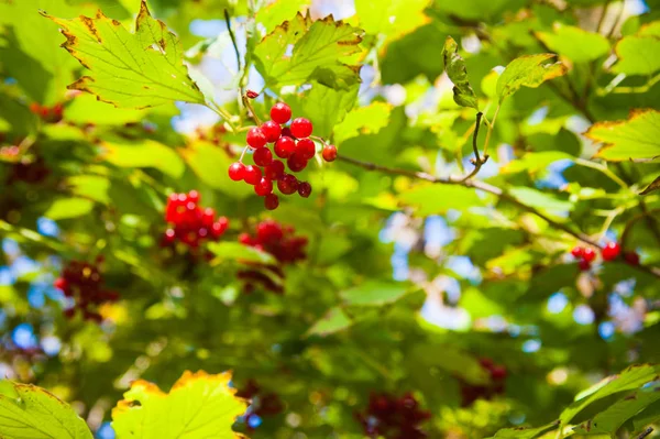 Vörös Viburnum bogyó az ágon — Stock Fotó