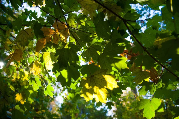 Sunny autumn day in the city park — Stock Photo, Image