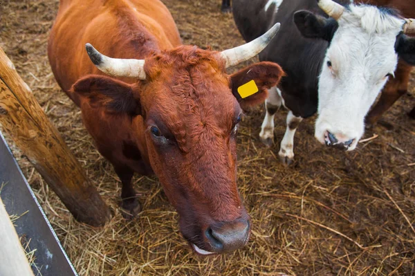 Mucche in una fattoria. Vacche da latte — Foto Stock