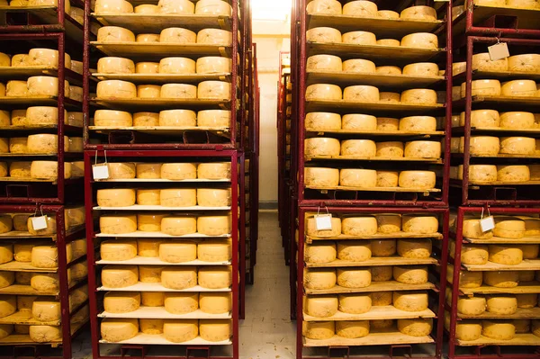 ハードチーズの工業生産 — ストック写真