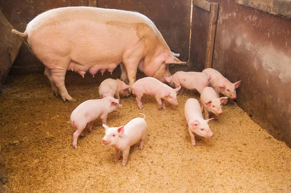 国内猪在农场 — 图库照片