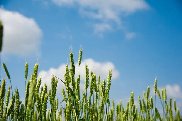 Rijping tarweveld — Stockfoto