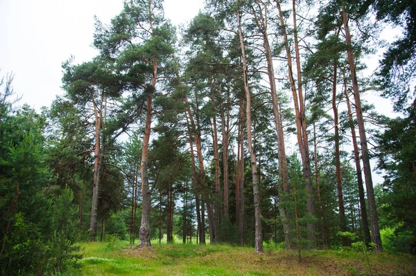 Summer Pine Forest — Stock Photo, Image