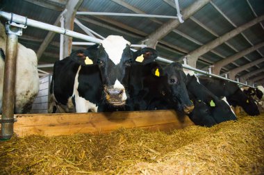 bir çiftlikte inekler. süt inekleri