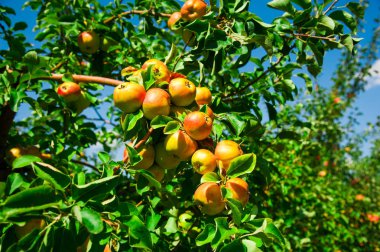 Elma yeşil yaprakları arasında bir dal üzerinde yetişir