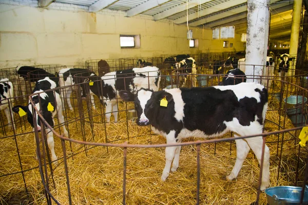 Calf in the cowshed — Stock Photo, Image