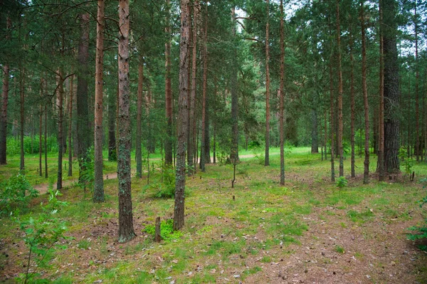 Sommer-Kiefernwald — Stockfoto